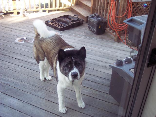 Dogs Name: AkitaOwners Name: PriscillaThis is my baby Akita. He passed away on march 9, 2008. He was the best dog ever Tags: Akita