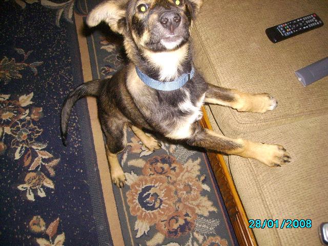 Dogs Name: ChampOwners Name: LD Sailopal Tags: Crossbreeds