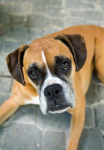 Dogs Name: EthelOwners Name: KC Tags: Boxer