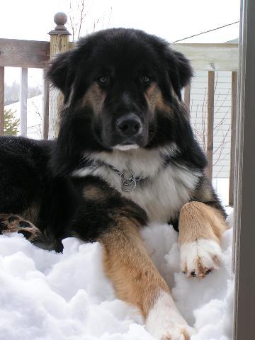 Dogs Name: CabotOwners Name: TanyaThis is Cabot.  We got him from the SPCA recently and was told he is a Newf mix.  He is 8 months old, and stands 27 inches at the shoulder.  Has the webbed feet and profile of a Newf, but the coloring  is Bernese like, anyone know what breed he may be mixed with? Tags: Crossbreeds