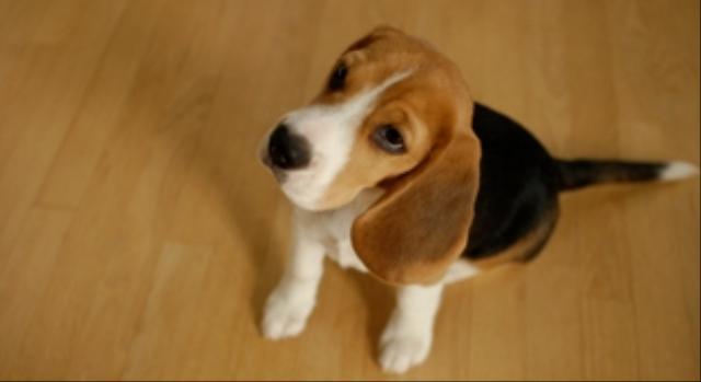 Dogs Name: WallyOwners Name: Suzi & Louie Tags: Beagle