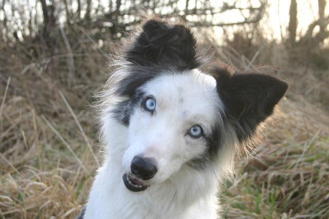 Dogs Name: CascadeOwners Name: GinaThis is Cas my rescue border collie who is working Grade 6 Agility and Advanced Canine Freestyle in the UK having competed at Crufts in 2008. Tags: Border Collie