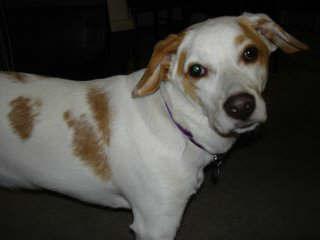 Dogs name: AbbyOwners Name: Beagle Mix
The vet believes that Abby could be half labrador, but I've never seen beagles nor labradors with that coloring.  She's also a shelter rescue. Tags: Crossbreeds