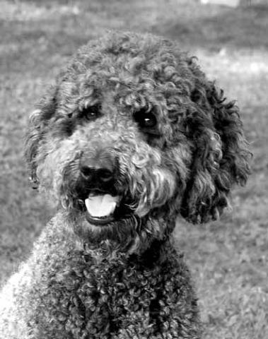 Dogs name: RosyOwners Name: Tags: Labradoodle