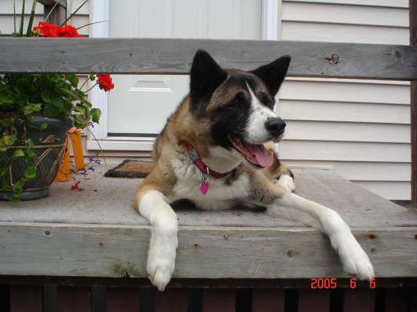 Dogs name: MackenzieOwners Name: This is our baby girl..well, she's 5, 6 in February. Once we got her over fighting with our mixed breed..she is a lovely dog.  We just have to watch her with other dogs...and that is hard when socializing.... Tags: Akita