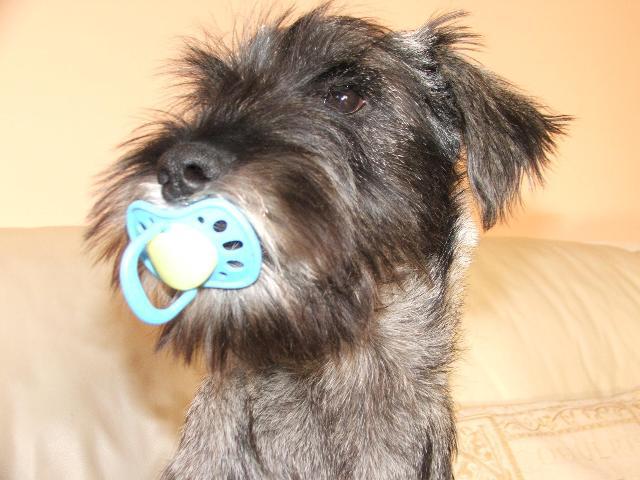 Dogs name: pepperOwners Name: Graham Burgesspepper found this dummy whilst out for a walk. Tags: Standard Schnauzer