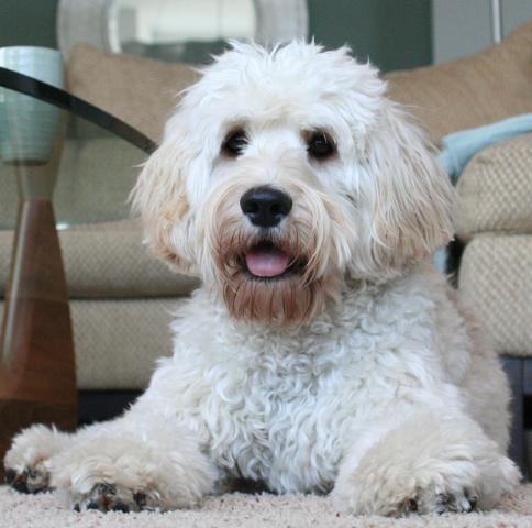 Dogs name: CiderOwners Name: Cider is a medium labradoodle (34lbs, 18 inches to the shoulder). She compares to the size of a small labrador and has the same outgoing, exhuberant personality . Tags: Labradoodle