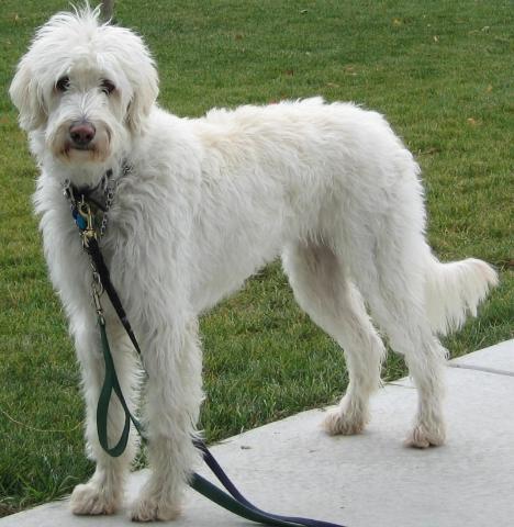 Dogs name: LambeauOwners Name: SusanF1LD  BD=07/06/2003
Lives in Minneapolis, MN Tags: Labradoodle