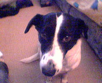 Dogs name: patchOwners Name: lia bucklershe is the best dog i ever had Tags: Crossbreeds
