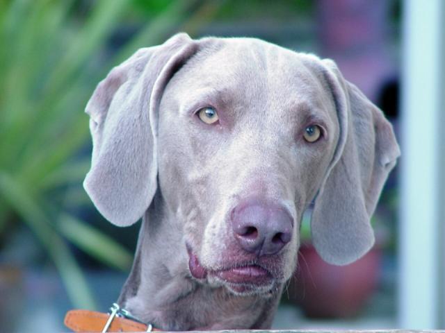 Dogs name: jakeOwners Name: lisa woodjake is two years old and full of life Tags: Weimaraner