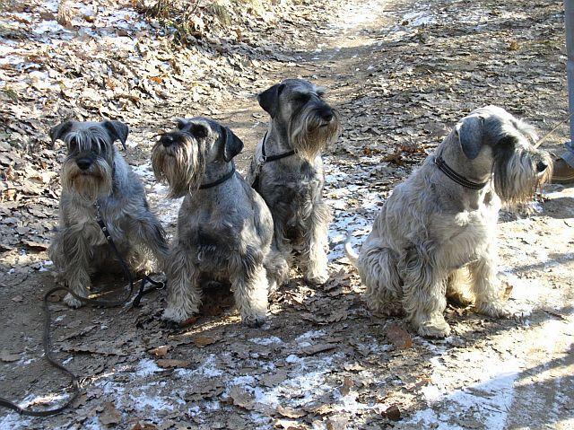 Dogs Name: Aida & Ebi & Rendy & Carlo
Owner Name: Petra Vrchotova, Czech Republic Tags: Standard Schnauzer