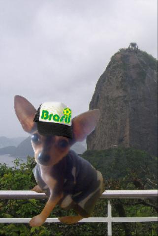 I AM READY FOR THE SUMMER IN  A RIO MOOD Tags: Chihuahua
CUTE KG