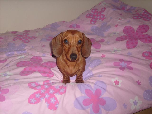  Tags: Dachshund