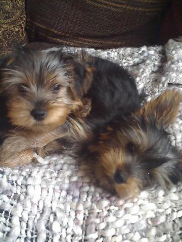 Our Babies, Ben & Jack Tags: ben
doggies
dogs
jack
puppies
puppy
yorkies
Yorkshire Terrier
yorkshire terriers