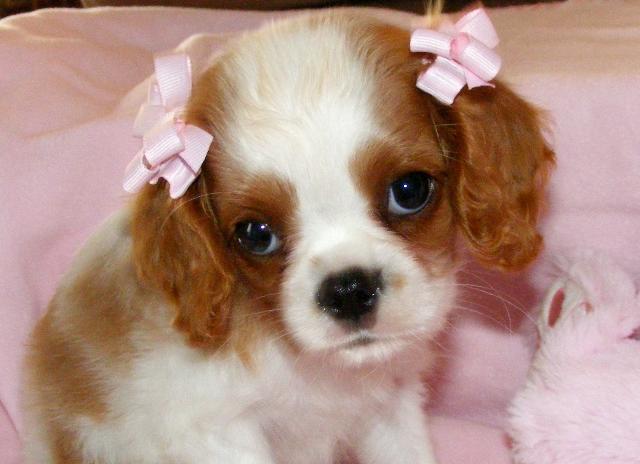 This is Bree. She is a Cavalier King Charles. She is only two months old. Tags: Cavalier King Charles Spaniel
Sweet