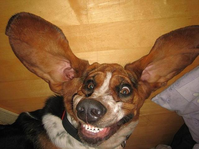  Tags: Basset Hound
Grinning from ear to ear