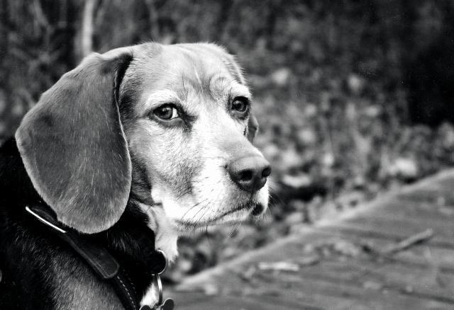 Emma Beagle is 12 now - her and I became a pack 10 years ago.  She cam from the absolutely free column of the local paper, and has been my ride along hound ever since. Tags: Beagle