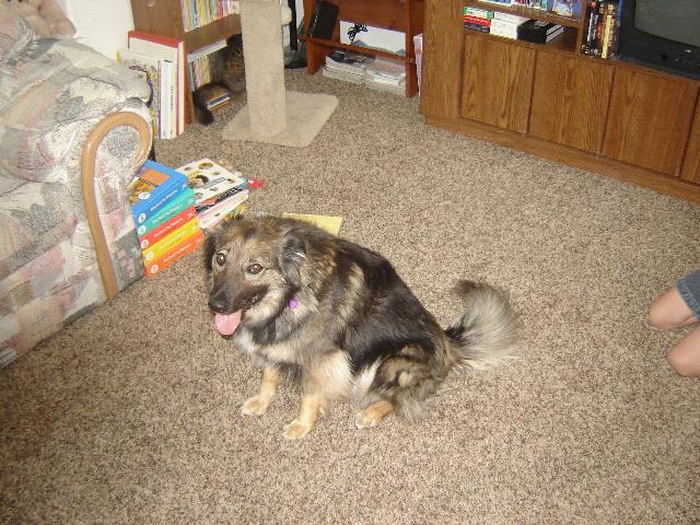Border Collie Blue Heller Mix, Brown, Black, Strange, Funny, and Hyper. Tags: Border Collie
Sitting