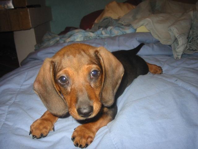 HE IS PANCHO WHEN HE WAS ONLY 6 MONTHS, SUCH A LOVELY DACHSHUND PUPPY Tags: Dachshund
WELO COMO SU PADRE
