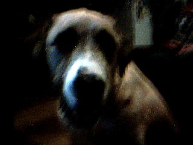 her name is asha she is really fat but loveble she can say thank you thank u mum and steph she can also sing happy bday and sings wile i ply my fluet the funny thing is when she say hello when i come back from skool and good bye aswell she can shake hands and do other tricks Tags: Great Dane
talking