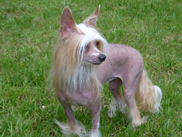 This is my special little chinese crested. Don't let her sweet face fool you; she's fiesty. Tags: Chinese Crested
chinese crested