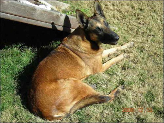 Shelby is a Belgian Malinois. She was born September 14, 1995 and was put to sleep 12 years later. She was a very active dog and she loved to play! Until she was getting old and could run anymore......then it just became a torture to play with her. Shelby was always there to make you feel better when you cried. She was a good dog and I miss her so much! Tags: Belgian Malinois