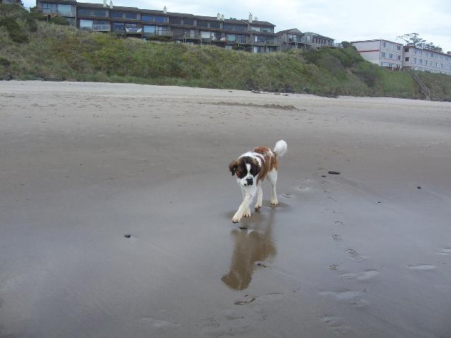 Doc's first trip to the beach at 1 year old.
When my best friend got her St. Bernard three years ago I thought she was nuts but very shortly fell in love with him, and when she decided to breed him with a local female I decided to take pick of the litter. Two years later I can't imagine life without one of these monsters in my life, drool and shedding aside, he brightens each and every day. Tags: Saint Bernard
Saint Bernard