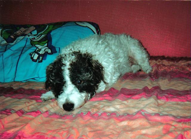 Ben aged 8. He has a wavy coat that grows into ringlets. Ive never seen another dog with a coat like his, does anyone have a jack russell with a curly coat? Tags: Jack  Russell Terrier