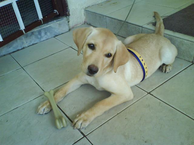 She is the best every person that came in my life i could spent my whole life with her cause she is full of adventure with a cute attitude Tags: cute
emma
Labrador Retriever