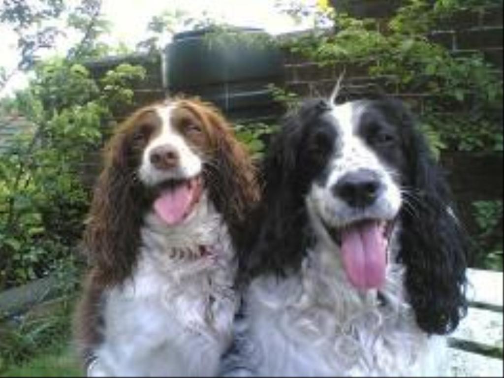  Tags: English Springer Spaniel
hairy