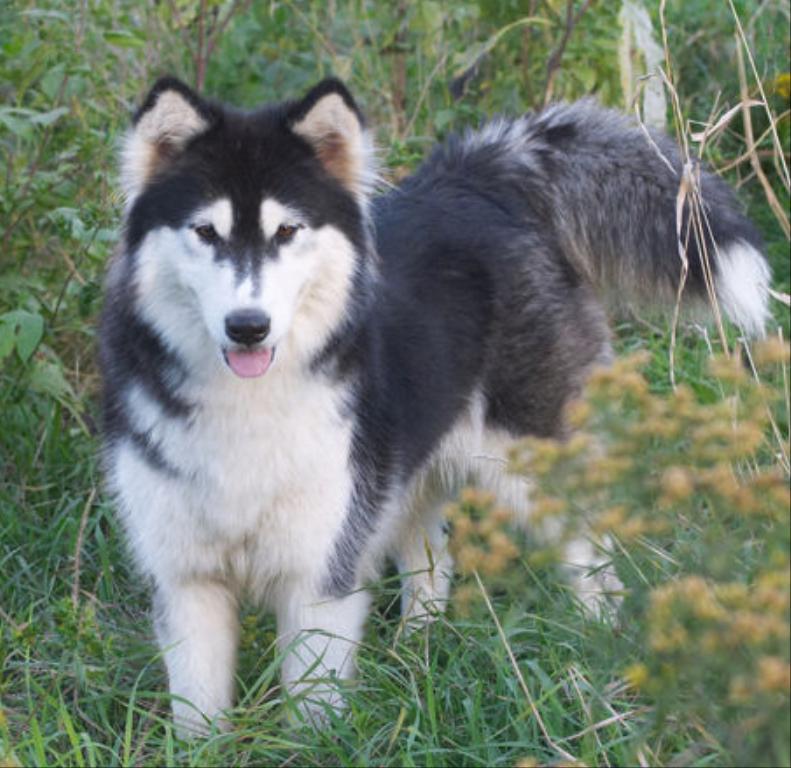 75% Alaskan Malamute 25% Siberian Husky, 2 year old male 105lbs Tags: Alaskan Malamute