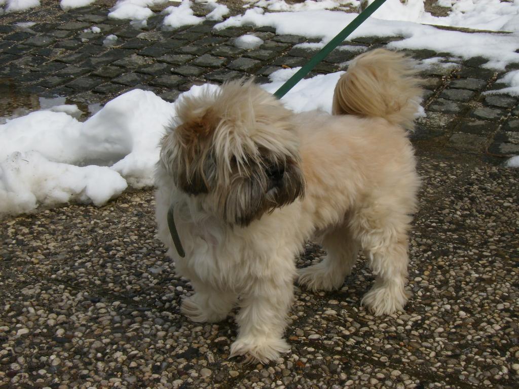 Dogs Name: Sion
Owners Name: Anja
He is 12 years old and he is my best frend :) Tags: Lhasa Apso
Lhasa Apso