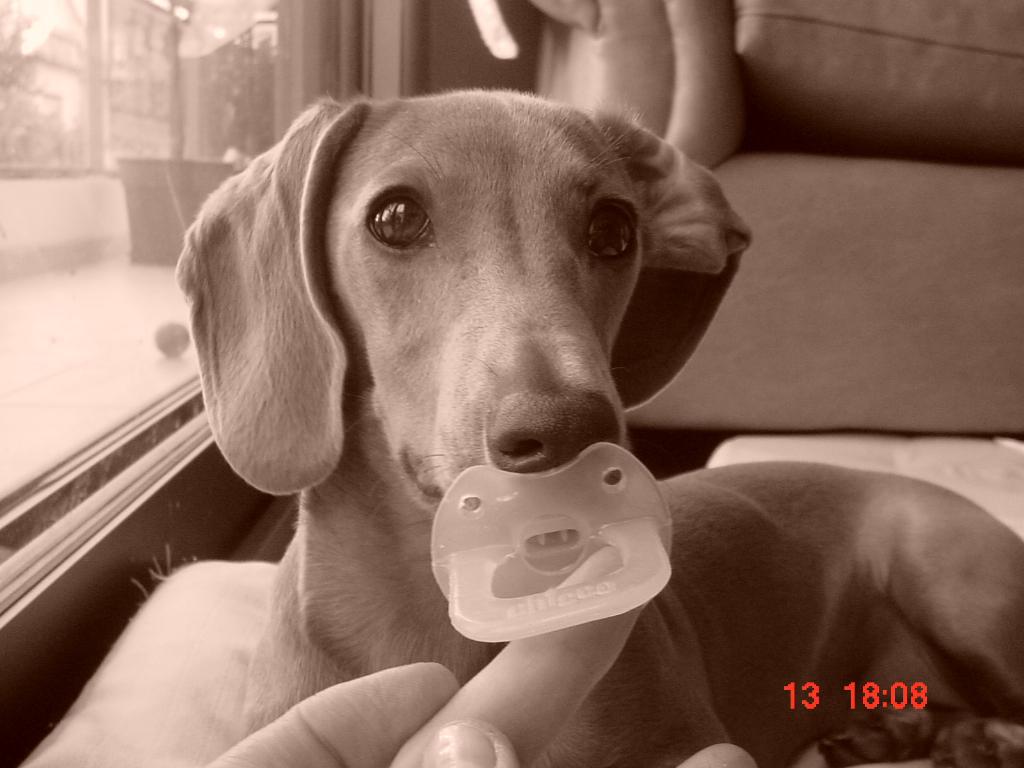 this is olivia, she is a 2 years old mini dachshund isabella.
she is a lovely and beautifull doggie. Tags: cute
Dachshund
smoth
sweet and quite