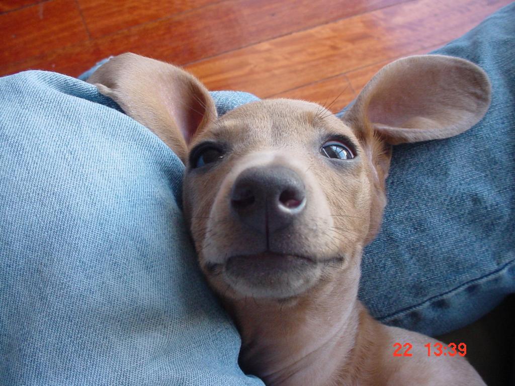 olivia is the most beautiful doxie of the world.
she is a playful and smothie girl. Tags: Dachshund
funny
stuborn and nice
tinny