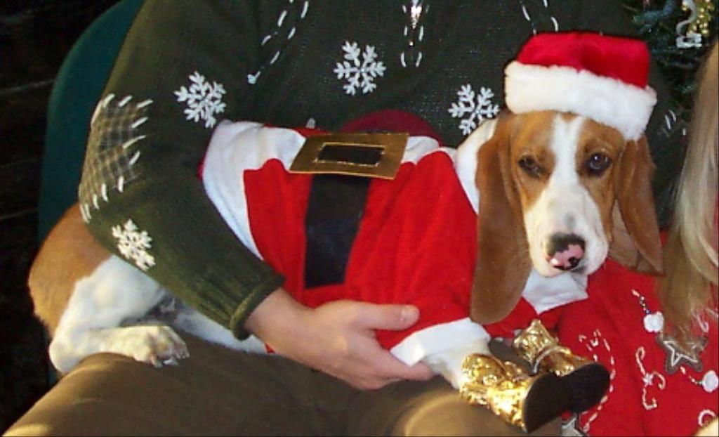 Emma's first Christmas, 7 months Tags: Basset Hound