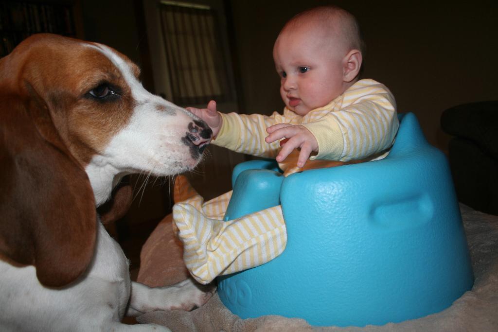 Emma helping clean up after dinner Tags: Basset Hound