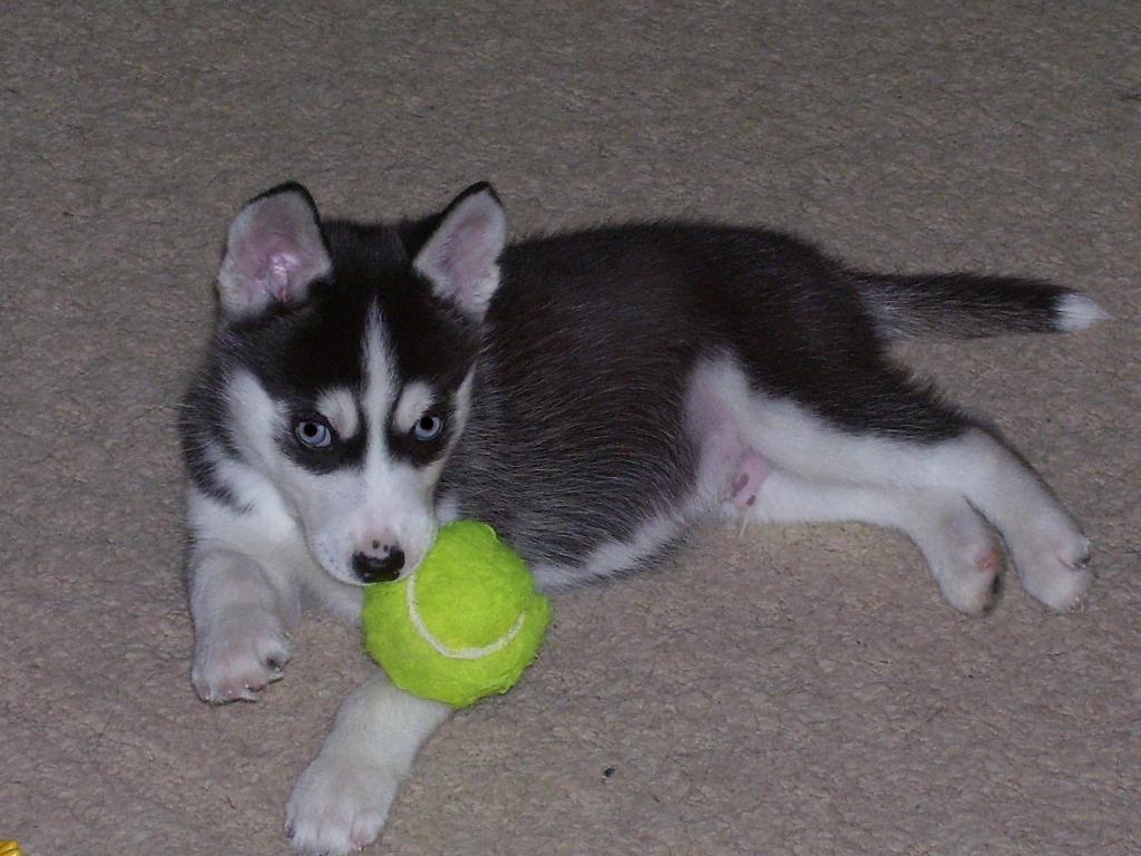 Dakota at 7 weeks.  He's a year old now and cant believe he was ever this tiny! Tags: Siberian Husky