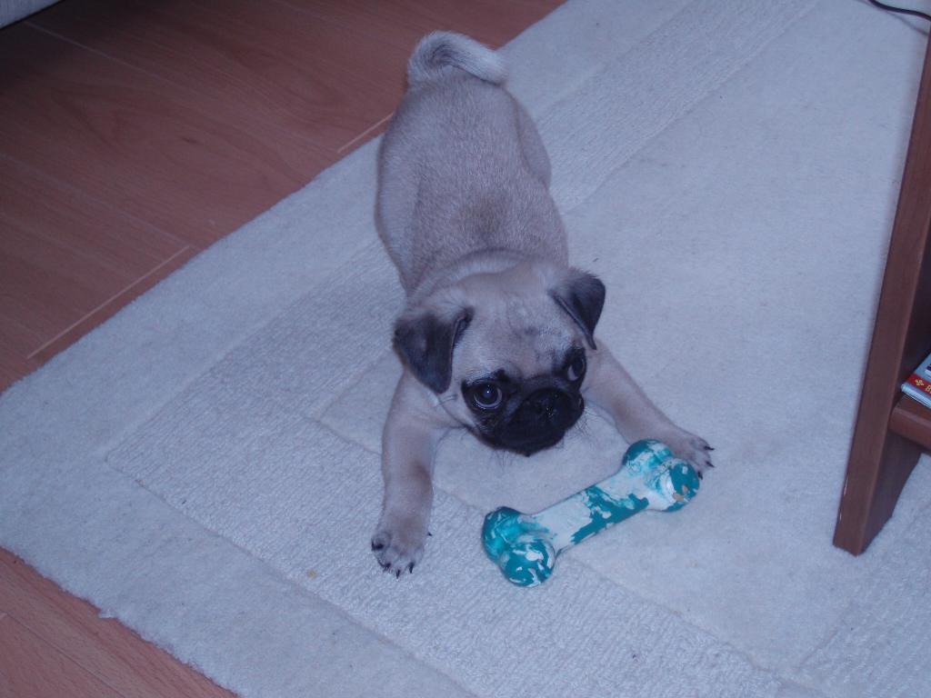  Tags: Chester's new bone
Pug