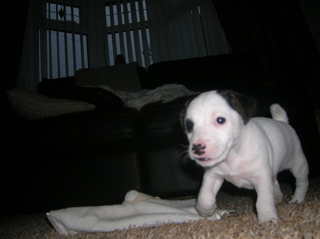 this is our first jack russell Tags: Jack  Russell Terrier