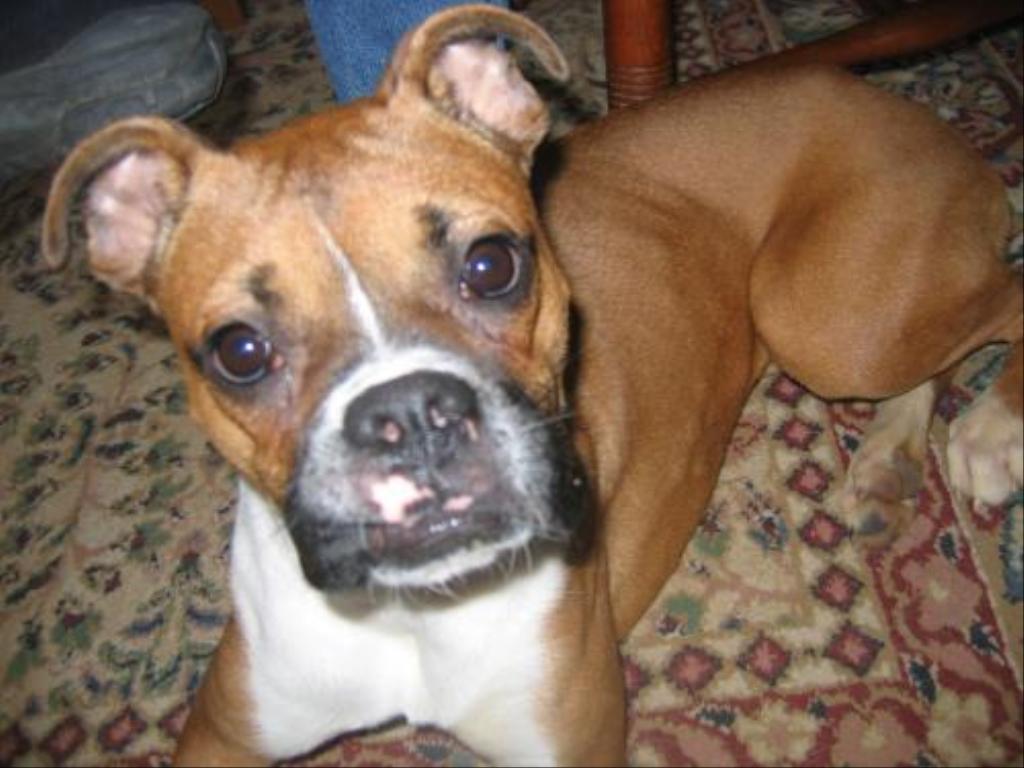My first boxer. Adopted from Blue Ridge Boxer Rescue. Shes the best do I could ask for!!!! Tags: Boxer