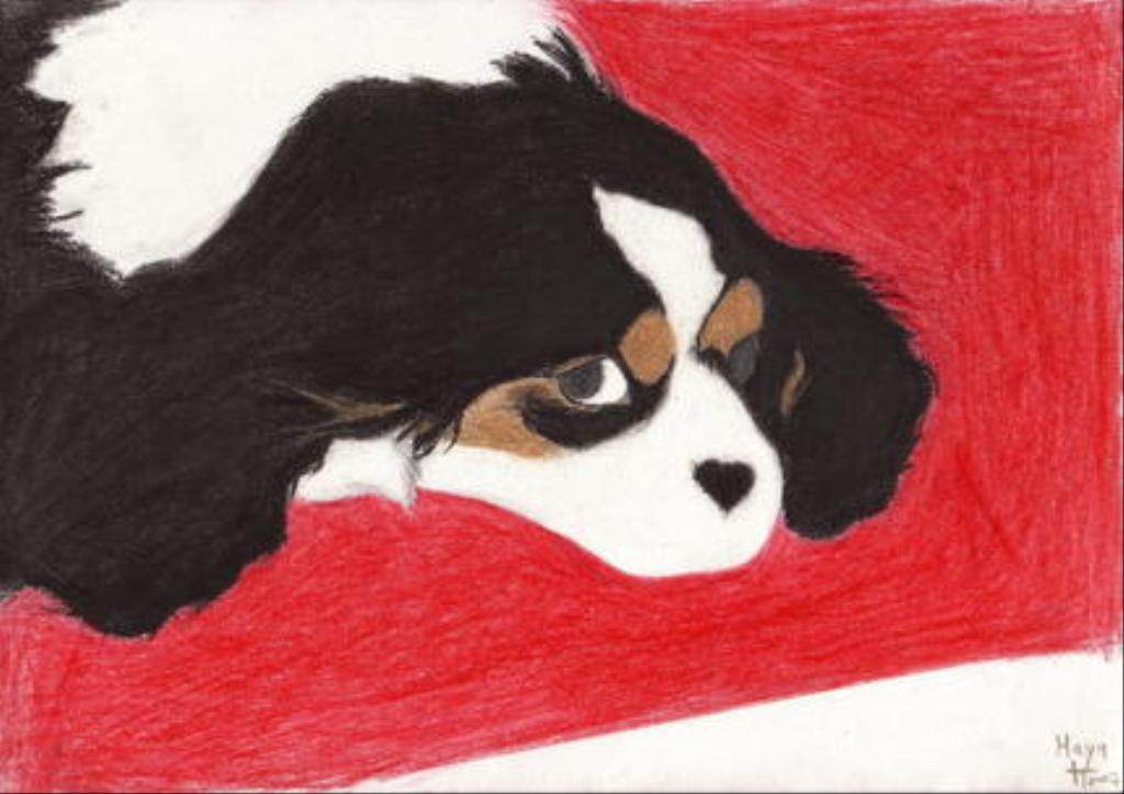 I drew this picture of my dog a year ago. She's with my mother at thae moment because i can't be at home for as while and I miss her very much. Tags: Cavalier King Charles Spaniel
drawing
Maya