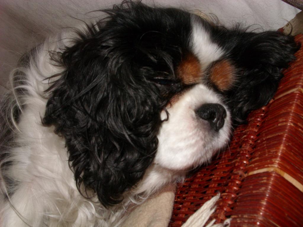  Tags: Cavalier King Charles Spaniel
Cavalier King Charles Spaniel
Maya
Tricolor