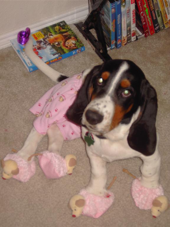 male tricolored
adorable Tags: Basset Hound
