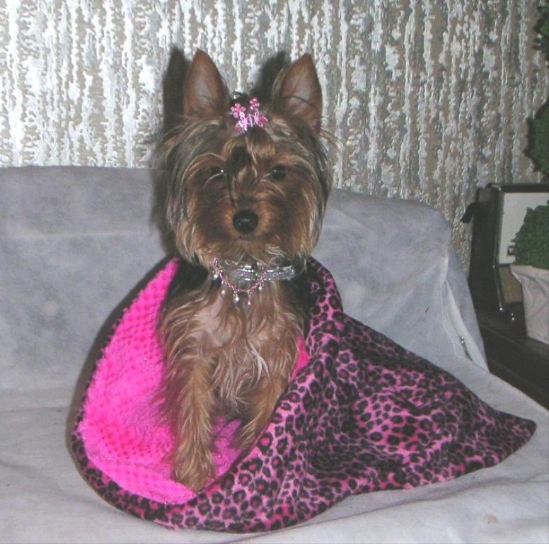 Trini is a wonderful birthday gift from my son.  She is now 8 months old and loves to model the Pet items I sell in my Ebay Store.
http://www.stores.ebay.com/studevans-custom-creations Tags: Yorkshire Terrier