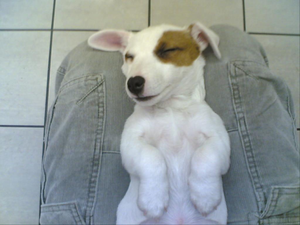 It's very funny isn't? Tags: Jack  Russell Terrier
Oh... I'm dreaming