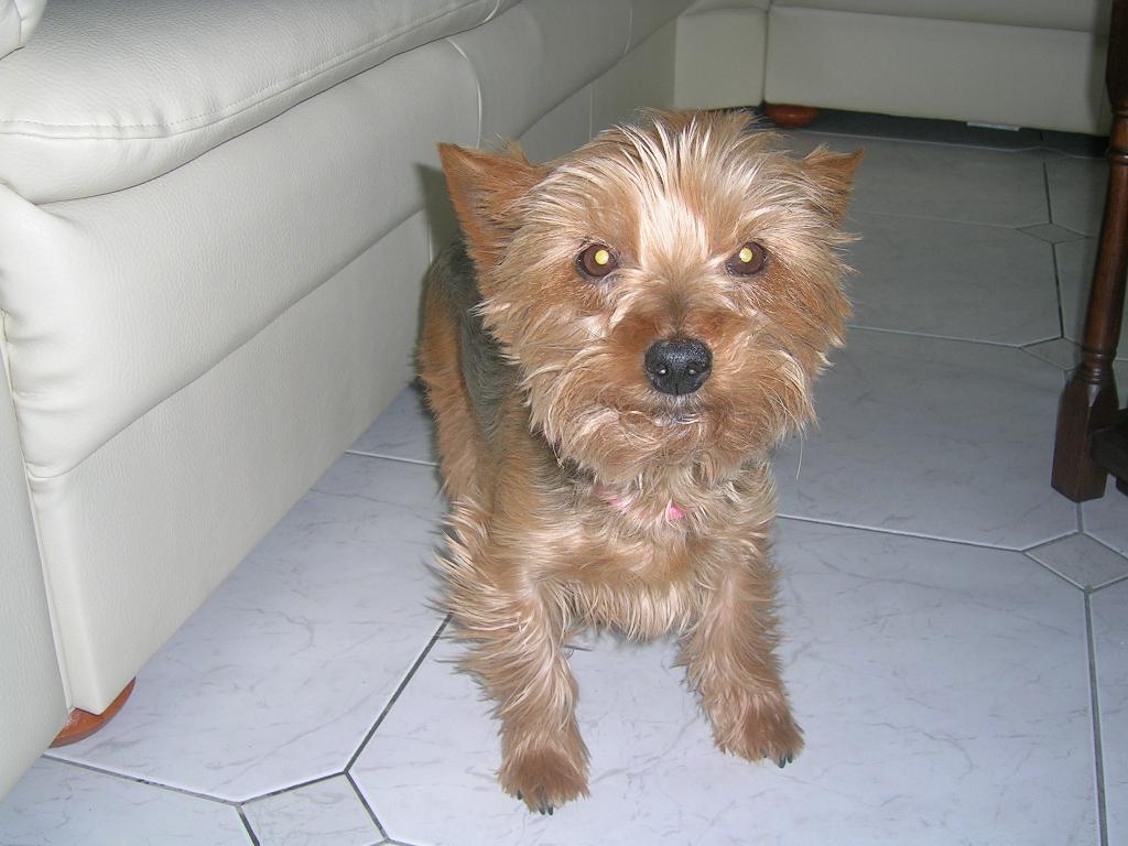 Tags: Yorkshire Terrier