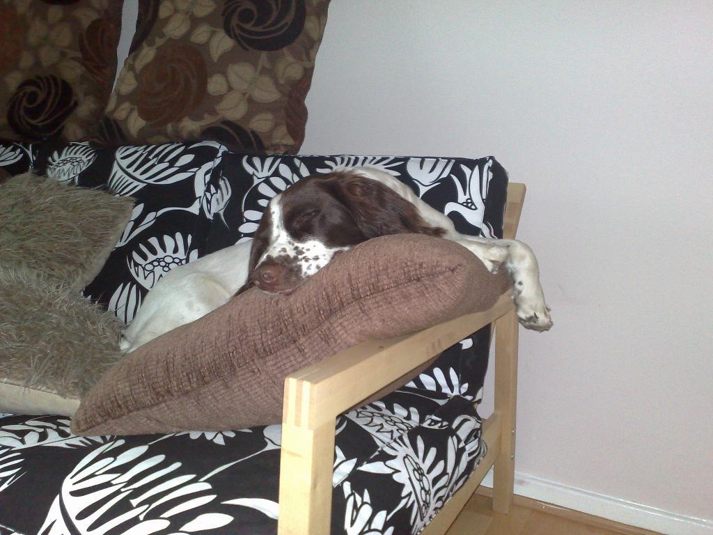 Archie will sleep anywhere... Tags: English Springer Spaniel