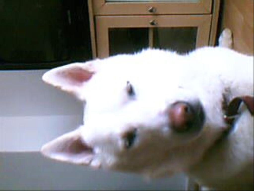 simba is a very sweet and cute siberin husky. Tags: Siberian Husky