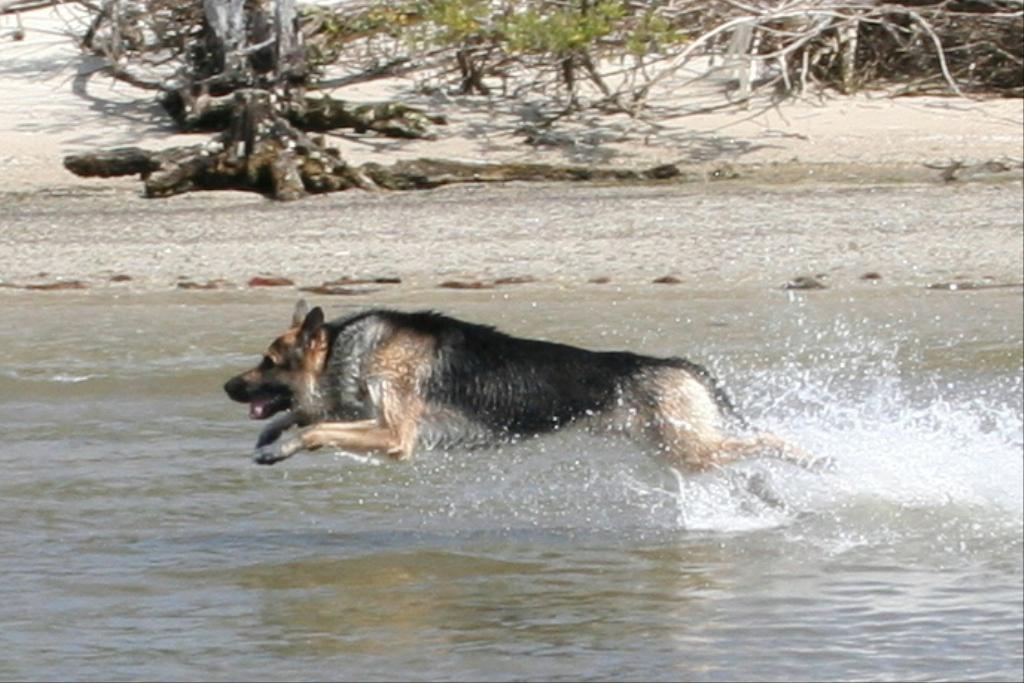  Tags: German Shepherd Dog
water