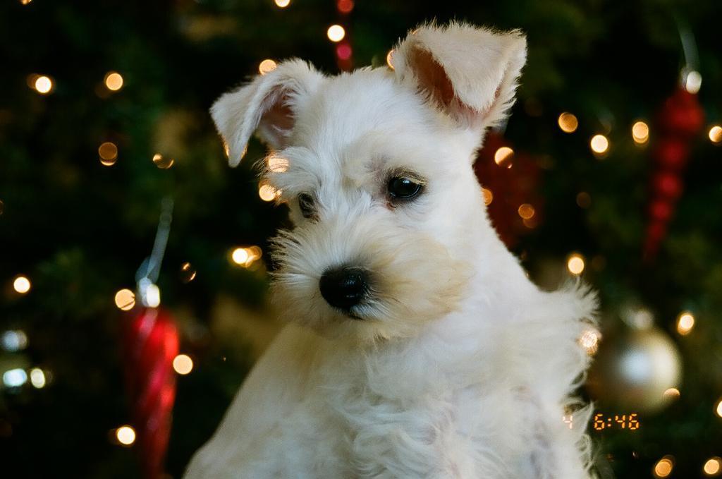  Tags: Her Christmas Picture
Miniature Schnauzer